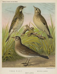 شجرة Pipit ، Woodlark ، Skylark (لون litho) بواسطة المدرسة الأوروبية