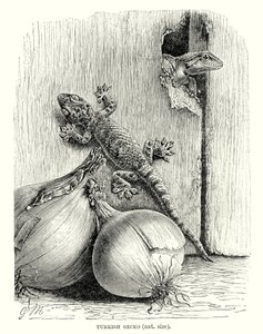 الوزغة التركية (نقش) بواسطة المدرسة الأوروبية