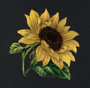 Victorian scraps: Sunflower (chromolitho) بواسطة المدرسة الأوروبية