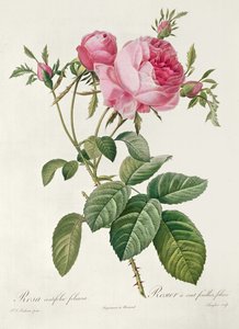 Thory، les Roses، Rosa Centifolia Foliaca (lithograph) بواسطة Eustache Hyacinthe Langlois