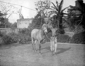 رجل مع حصان ، أليبور ، الهند ، 1905-1906