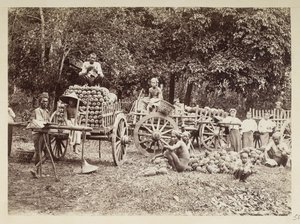 تحميل الأناناس المحصود على عربات ، بورما ، مجموعة إلجين: "جولة الخريف 1898" (صورة بالأبيض والأسود) بواسطة فيليس بيتو