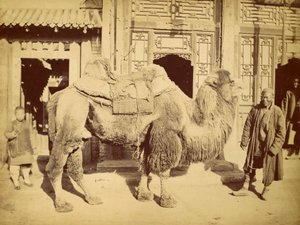 جمل بكتري مع معالج ، c.1860 (حفر ضوئي) بواسطة فيليس بيتو