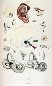 رسم توضيحي تشريحي بقلم ف. إ. غيران. من Dictionnaire pittoresque d