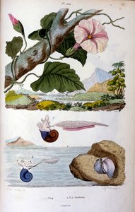 حلزون الماء