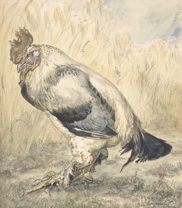 الديك القديم ، كاليفورنيا. 1882.