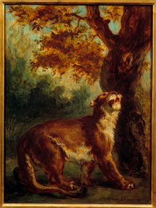 الكوغار يقول أيضًا لبؤة بالمرصاد للفريسة. لوحة ليوجين ديلاكروا (1798-1863) بواسطة فرديناند فيكتور يوجين ديلاكروا