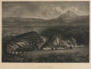 النمر الملكي ، 1829. بواسطة فرديناند فيكتور يوجين ديلاكروا