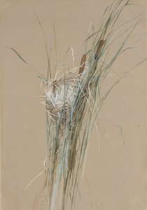 عش الطيور في Cattails ، كاليفورنيا. 1875. بواسطة جسور فيديليا