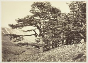 أرز لبنان ، ج. 1870. بواسطة فيليكس بونفيس