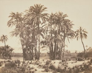 [بستان النخيل من النقطة أ، الكرنك]