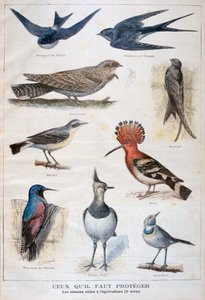 طيور محمية ومفيدة في الزراعة 1897 بواسطة Fortuné Méaulle