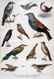 طيور محمية ومفيدة في الزراعة 1897 بواسطة Fortuné Méaulle