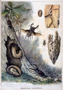 الحشرات الضارة ، 1897 بواسطة Fortuné Méaulle
