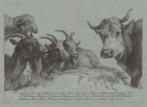 دراسة الرؤوس: ثلاثة ماعز ، ثور ، وكبش ، منشور ج. 1783. بواسطة فرانشيسكو لندنيو