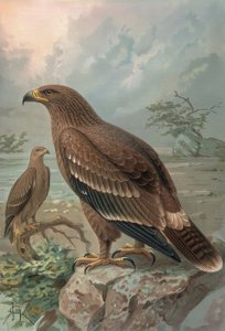 النقش-النسر من الإناث الفيروسية- AQUILA NIPALENSIS بواسطة فرانسيا
