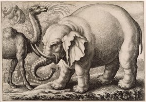 فيل وجمل ، منقوش بواسطة Wenceslaus Hollar (1607-77) 1663 بواسطة فرانسيس بارلو