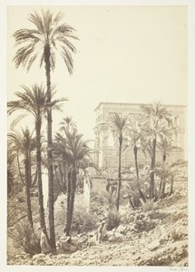 مجموعة النخيل ، 185862. بواسطة فرانسيس فريث