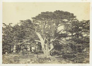 أكبر شجر الأرز ، جبل لبنان ، 1857. بواسطة فرانسيس فريث