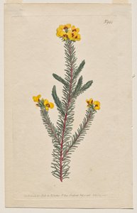 المجلة النباتية أو حديقة الزهور المعروضة: لوحة 944 ، Dillwynia glaberrima. Dillwynnia على نحو سلس. [Dillwynia ericifolia gaberrima] بواسطة فرانسيس سانسوم