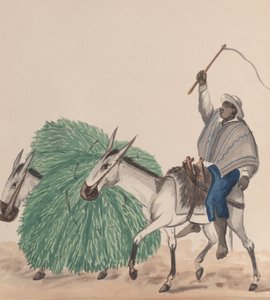 رجل يركب بغلًا ، وسوطه مرفوع ، وبغل آخر محمّل بالعشب بجانبه ... ، كاليفورنيا. 1848. بواسطة فرانسيسكو