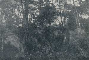 كاباناس دي إنديوس ، 1895 بواسطة فرانسيسكو هينزلر
