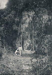 طريق بارانا العالي ، 1895 بواسطة فرانسيسكو هينزلر