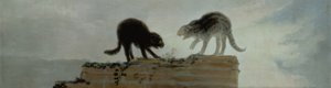 قتال القطط