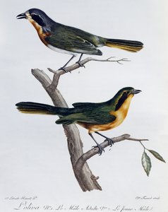 Adult male and young of Olive Bushshrike (Telophorus olivaceus), engraving from Histoire Naturelle des Oiseaux d