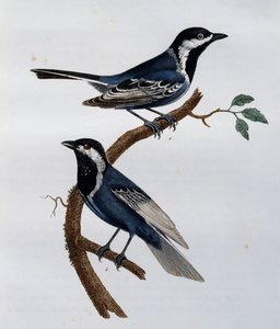 Ashy Tit (Parus cinerascens), engraving from Histoire Naturelle des Oiseaux d