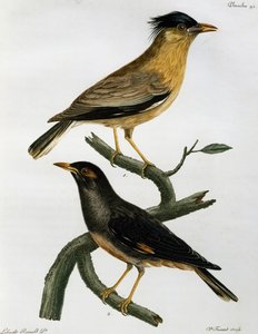 Brahminy Starling (Sturnus pagodarum) and, below, Bank Myna (Acridotheres ginginianus), engraving from Histoire Naturelle des Oiseaux d