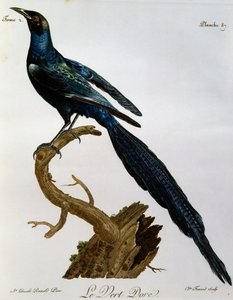 زرزور لامع من Burchell (Lamprotornis australis) ، نقش من Histoire Naturelle des Oiseaux d
