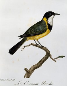 Golden Whistler (Pachycephala pectoralis), engraving from Histoire Naturelle des Oiseaux d