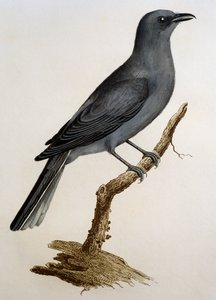 Grey Cuckooshrike (Coracina caesia), engraving from Histoire Naturelle des Oiseaux d