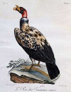 King Vulture (Sarcoramphus papa), engraving from Histoire Naturelle des Oiseaux d