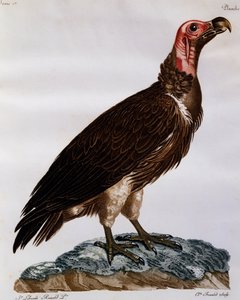 نسر ذو وجه لابيت (Torgos tracheliotos) ، نقش من التاريخ الطبيعي للطيور في إفريقيا