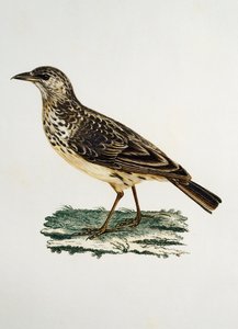 Large-billed Lark (Galerida magnirostris), engraving from Histoire Naturelle des Oiseaux d