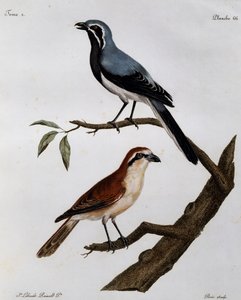 Le Pendeur et le Rousseau ، نقش من Histoire Naturelle des Oiseaux d