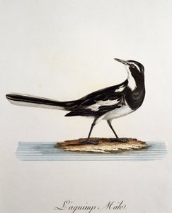 Male African Pied Wagtail (Motacilla aguimp), engraving from Histoire Naturelle des Oiseaux d