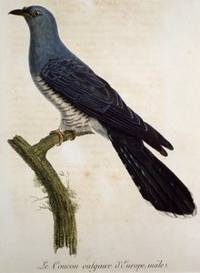 ذكر الوقواق الأوراسي (Cuculus canorus) ، نقش من Histoire Naturelle des Oiseaux d