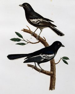 Male and female of Black Tit (Parus niger), engraving from Histoire Naturelle des Oiseaux d