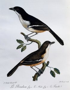 Male and female of Southern Boubou (Laniarius ferrugineus), engraving from Histoire Naturelle des Oiseaux d