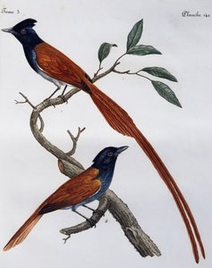 Male and female of Spotted Flycatcher (Muscicapa striata), engraving from Histoire Naturelle des Oiseaux d