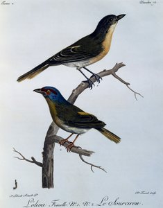 Olive Bushshrike (Telophorus olivaceus), engraving from Histoire Naturelle des Oiseaux d