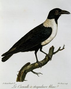 Pied Crow (Corvus albus), engraving from Histoire Naturelle des Oiseaux d