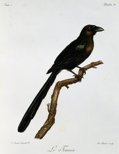 Racket-tailed Treepie (Crypsirina temia), engraving from Histoire Naturelle des Oiseaux d