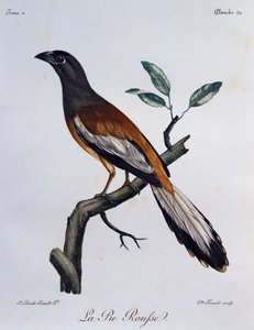 Rufous Treepie (Dendrocitta vagabunda), engraving from Histoire Naturelle des Oiseaux d