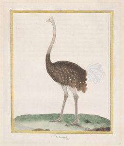 نعامة النعامة1770-86. بواسطة فرانسوا نيكولا مارتينيه