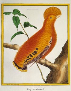 Guianan Cock-of-the-rock (Rupicola rupicola), from Histoire naturelle des oiseaux بواسطة فرانسوا نيكولا مارتينيه