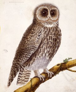 بومة ، من "Histoire Naturelle des Oiseaux" بقلم جورج دي بوفون (1707-88) نشر 1777